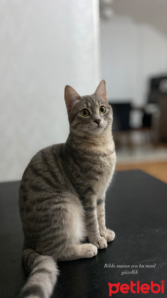 Mavi Rus, Kedi  Bubble fotoğrafı