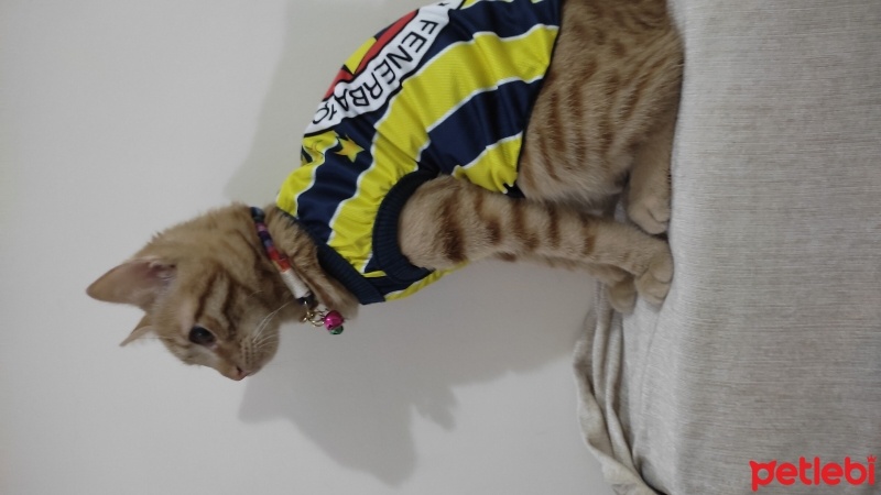 Sarman, Kedi  Cafer fotoğrafı