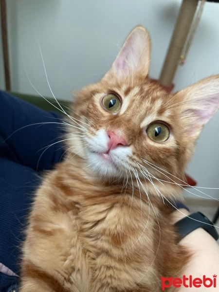 Tekir Kedi, Kedi  Mars fotoğrafı