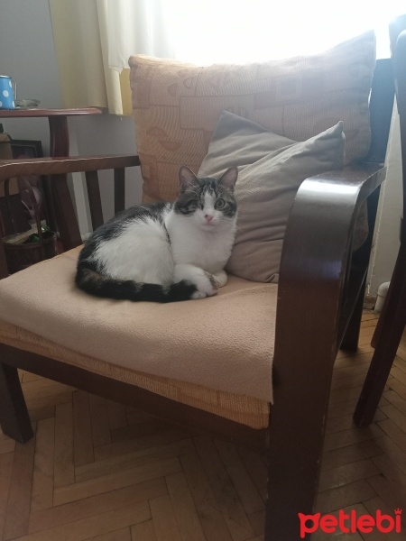 Tekir Kedi, Kedi  Charlie fotoğrafı