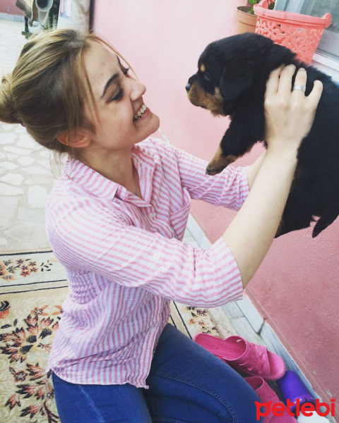 Rottweiler, Köpek  Tina fotoğrafı