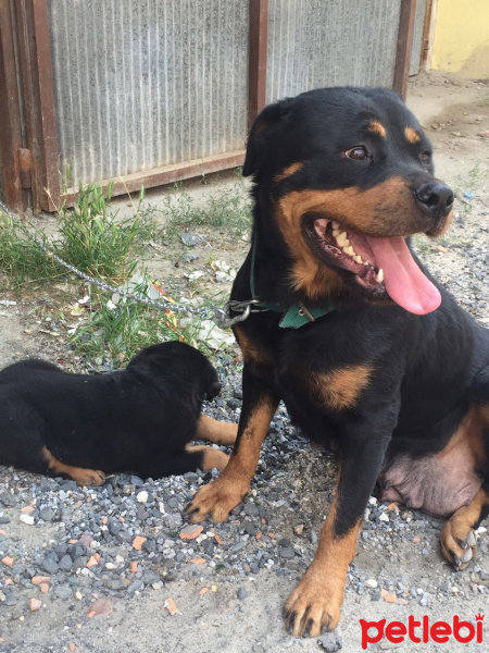 Rottweiler, Köpek  Tina fotoğrafı