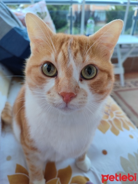 Sarman, Kedi  Lokumcan fotoğrafı