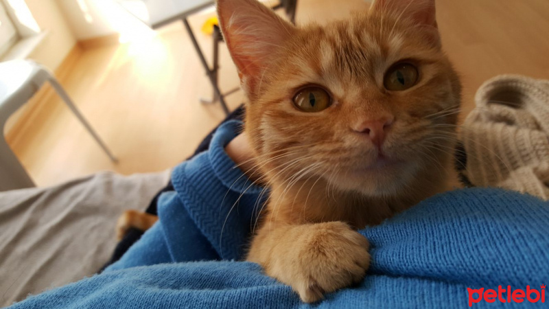 Soke, Kedi  ateş fotoğrafı