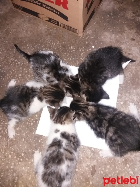 Tekir Kedi, Kedi  5 kardeşler(isimleri yok) fotoğrafı