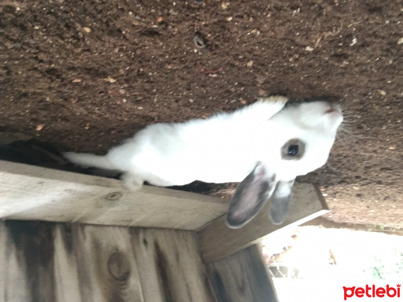 Tavşan, Kemirgen  Yumak fotoğrafı