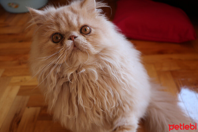 İran Kedisi (Persian), Kedi  Thor fotoğrafı