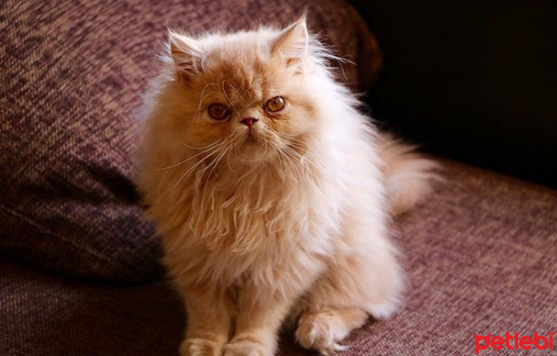 İran Kedisi (Persian), Kedi  Thor fotoğrafı