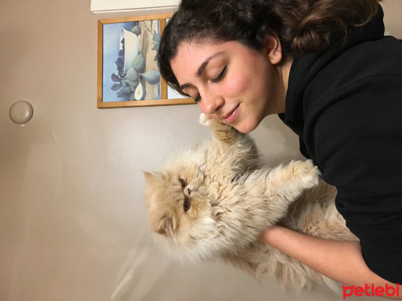 İran Kedisi (Persian), Kedi  Thor fotoğrafı