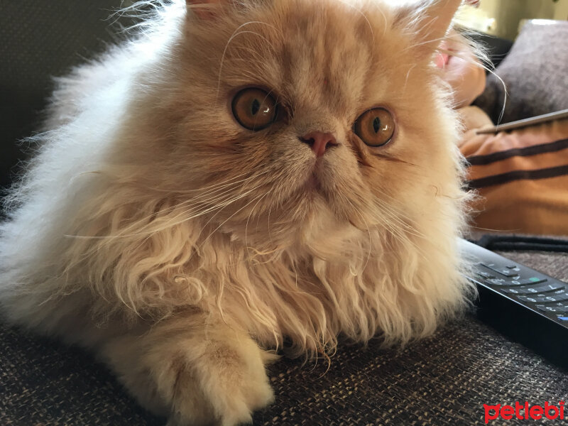 İran Kedisi (Persian), Kedi  Thor fotoğrafı