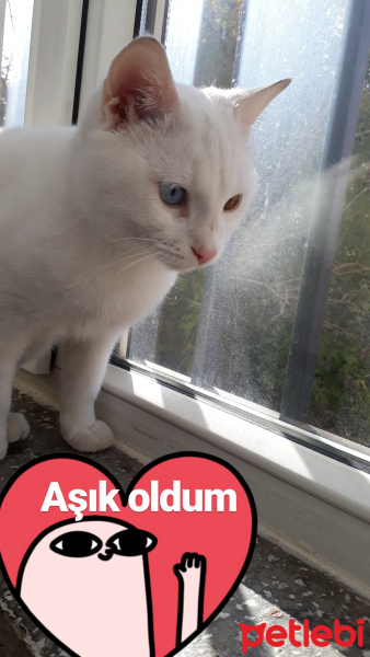 Van Kedisi, Kedi  Rengar fotoğrafı