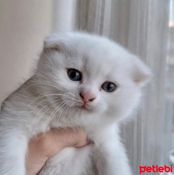 Scottish Fold, Kedi  Loya fotoğrafı