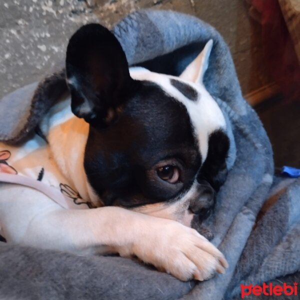 Fransız Bulldog, Köpek  Safir fotoğrafı