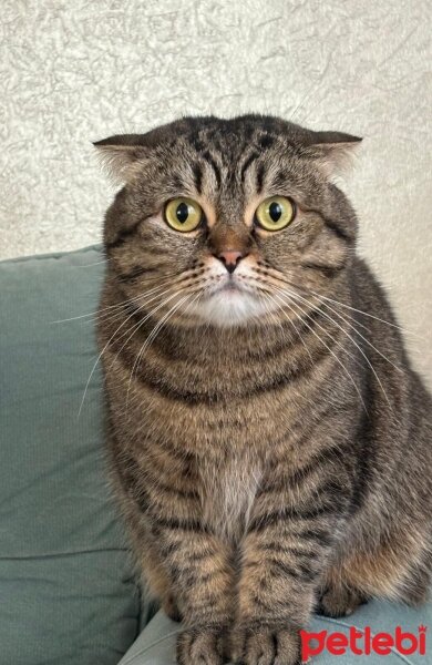 Scottish Fold, Kedi  Minik fotoğrafı