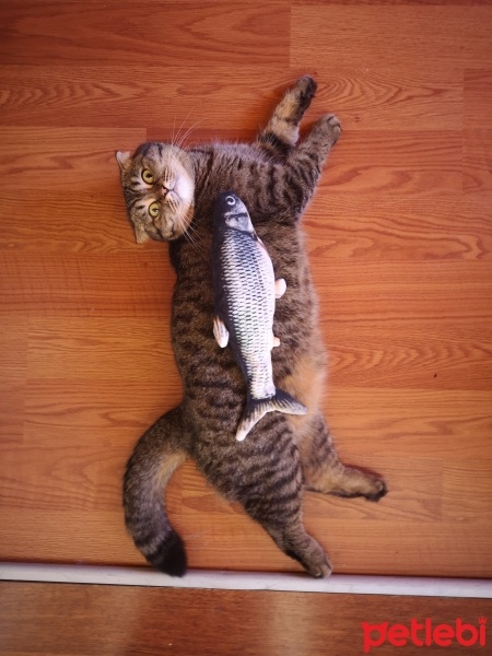 Scottish Fold, Kedi  Minik fotoğrafı