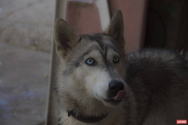 Sibirya Kurdu (Husky), Köpek  Tina fotoğrafı