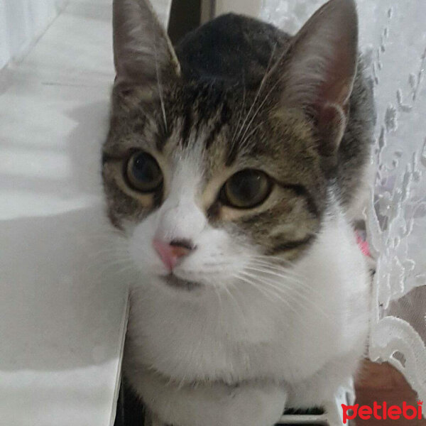 Soke, Kedi  Eyşan fotoğrafı