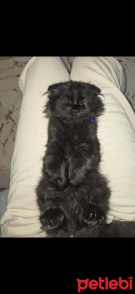 Scottish Fold, Kedi  Köfte fotoğrafı