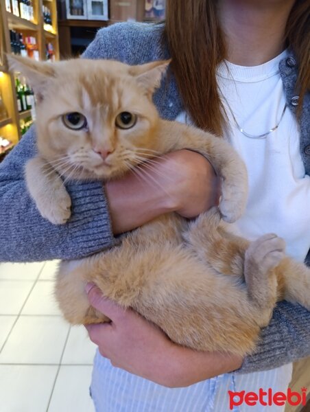 British Shorthair, Kedi  Kayıp fotoğrafı