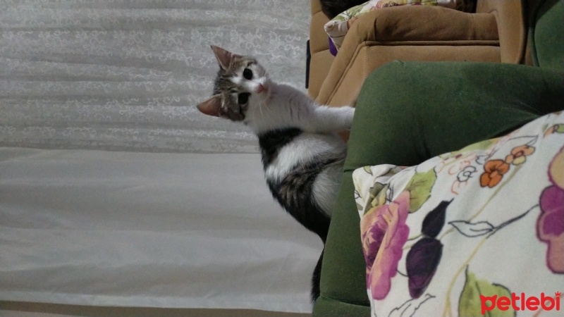 Tekir Kedi, Kedi  şapşik fotoğrafı