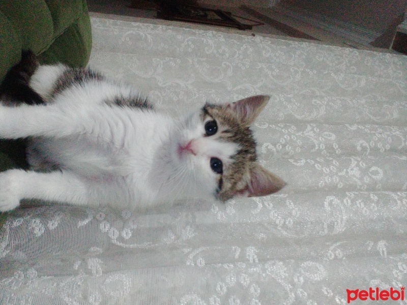 Tekir Kedi, Kedi  şapşik fotoğrafı