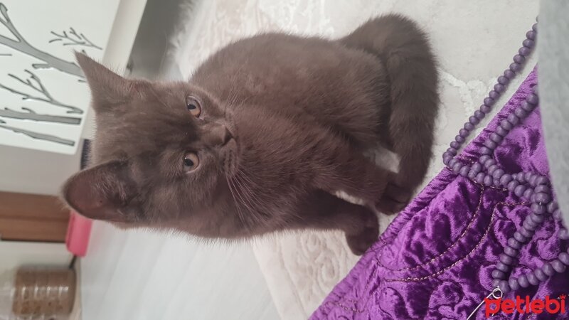 British Shorthair, Kedi  Kahve fotoğrafı