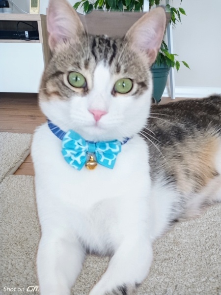 Tekir Kedi, Kedi  Mışık fotoğrafı