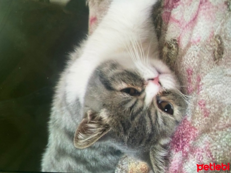 Brazilian Shorthair, Kedi  Duman fotoğrafı