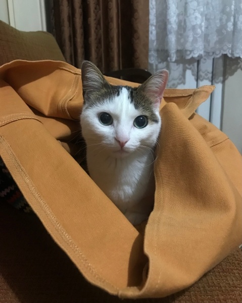 Tekir Kedi, Kedi  Cherié fotoğrafı