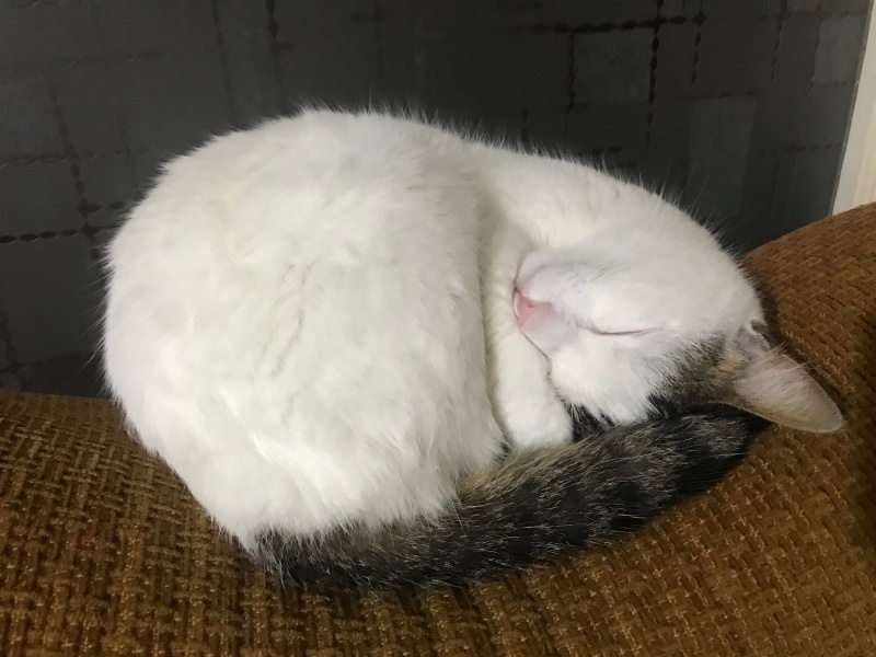 Tekir Kedi, Kedi  Cherié fotoğrafı