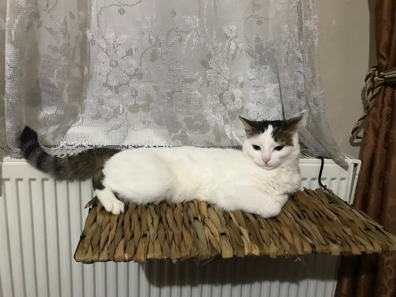 Tekir Kedi, Kedi  Cherié fotoğrafı