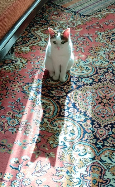 Tekir Kedi, Kedi  Cherié fotoğrafı