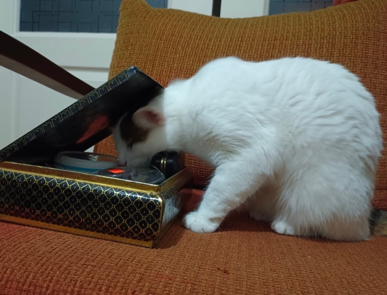 Tekir Kedi, Kedi  Cherié fotoğrafı