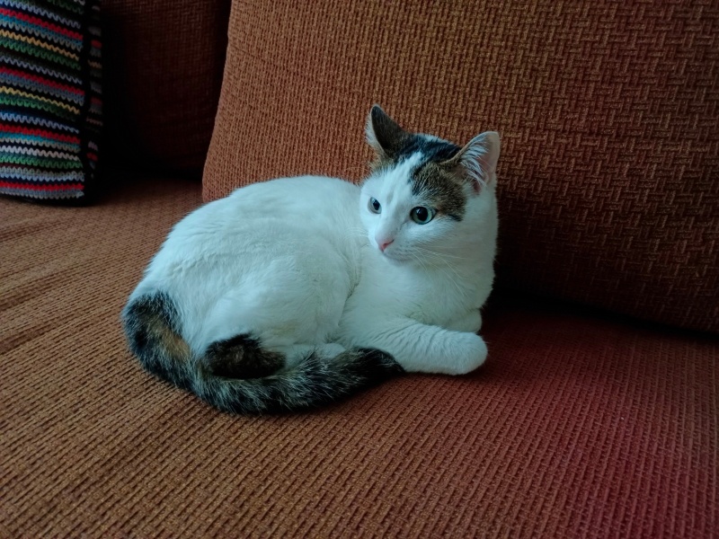 Tekir Kedi, Kedi  Cherié fotoğrafı