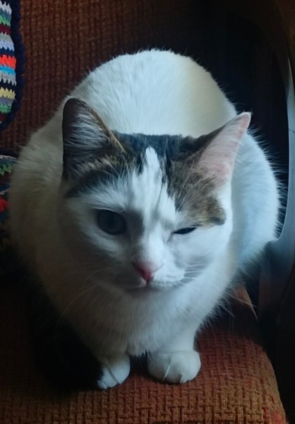 Tekir Kedi, Kedi  Cherié fotoğrafı