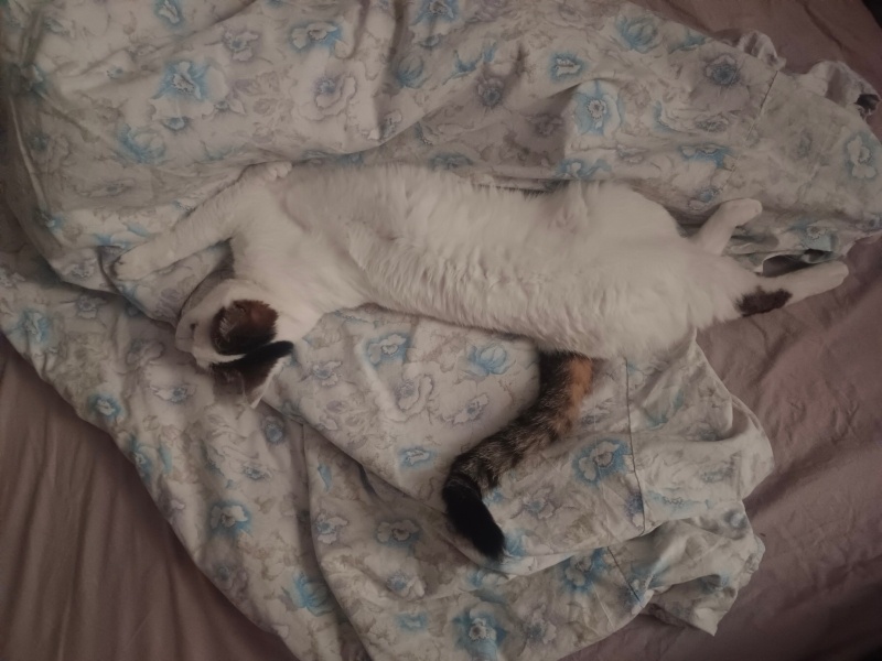 Tekir Kedi, Kedi  Cherié fotoğrafı