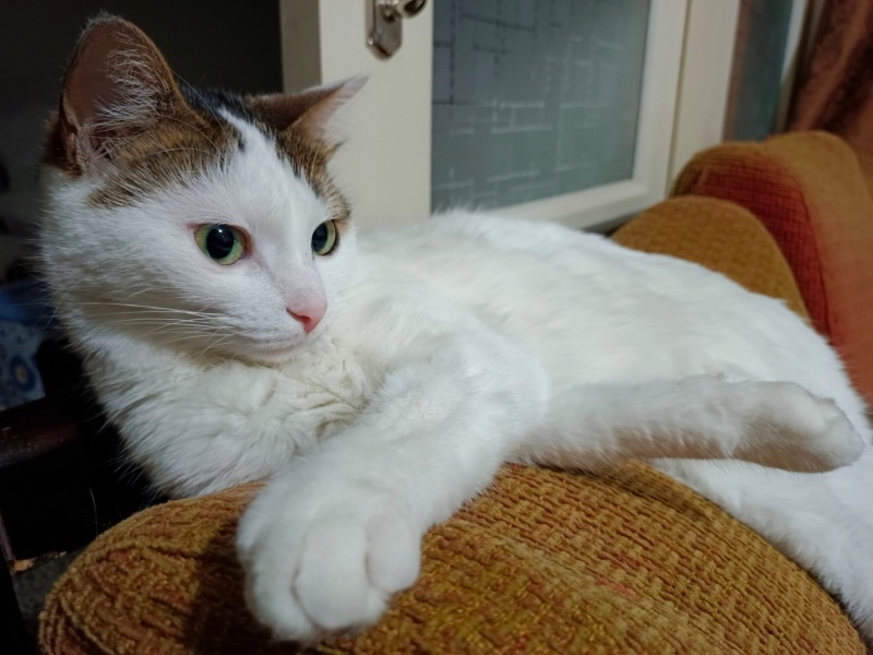 Tekir Kedi, Kedi  Cherié fotoğrafı
