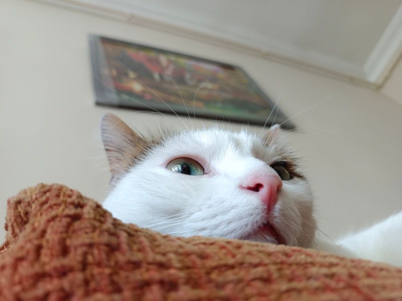 Tekir Kedi, Kedi  Cherié fotoğrafı