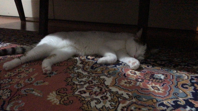 Tekir Kedi, Kedi  Cherié fotoğrafı