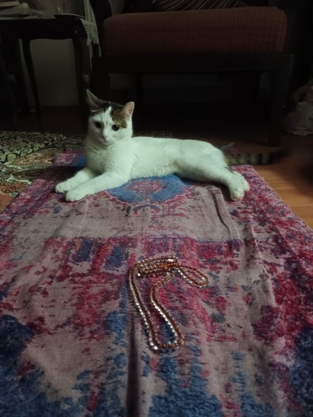 Tekir Kedi, Kedi  Cherié fotoğrafı