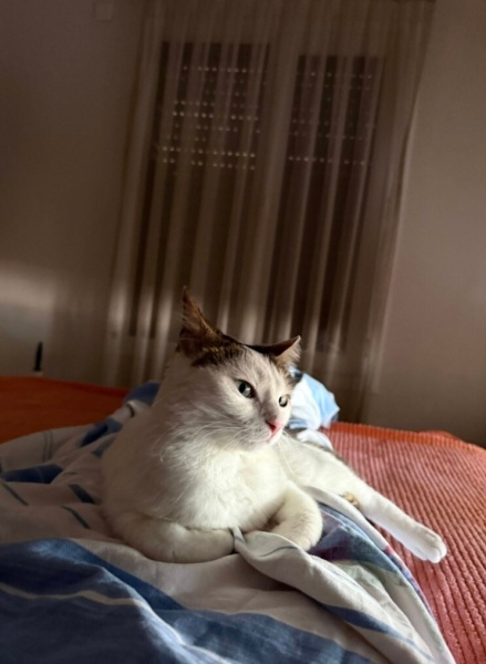 Tekir Kedi, Kedi  Cherié fotoğrafı