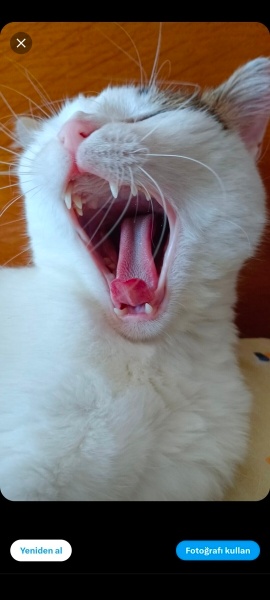 Tekir Kedi, Kedi  Cherié fotoğrafı