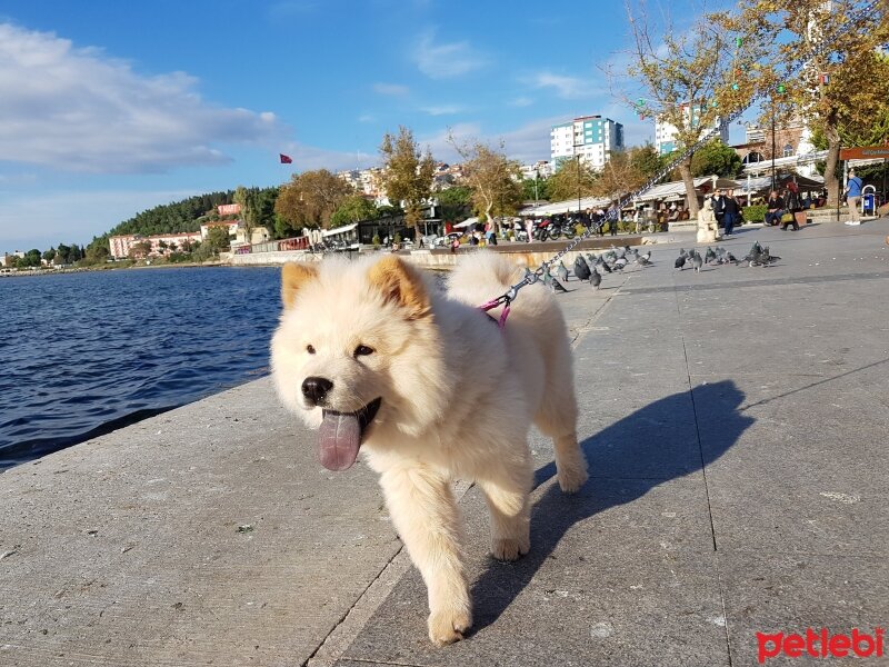 Chow Chow (çin Aslanı), Köpek  Tospik fotoğrafı