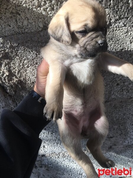 Pug, Köpek  Puglar fotoğrafı