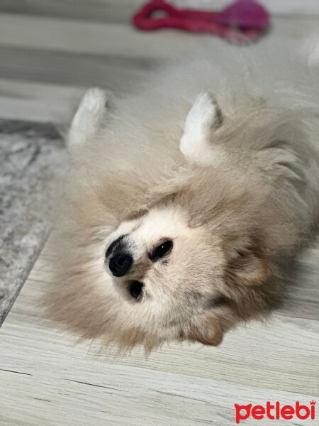 Pomeranyalı, Köpek  Leo fotoğrafı