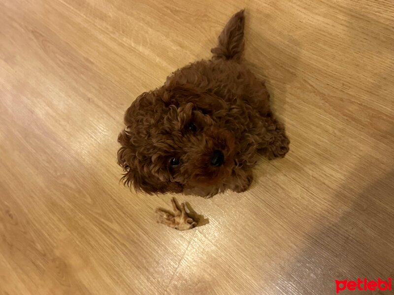 Poodle (Minyatür Kaniş), Köpek  Larousse fotoğrafı