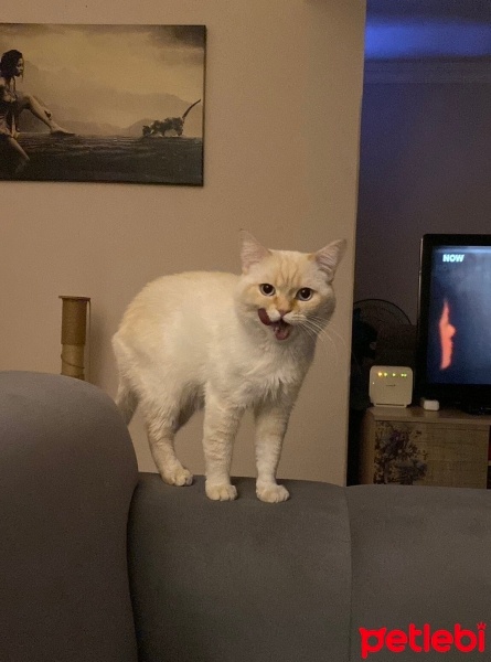 British Shorthair, Kedi  Benjamin fotoğrafı