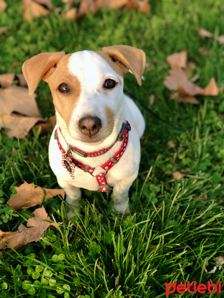 Jack Russell Terrier, Köpek  Puki fotoğrafı