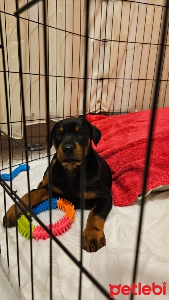 Doberman Pinscher, Köpek  ZOE fotoğrafı