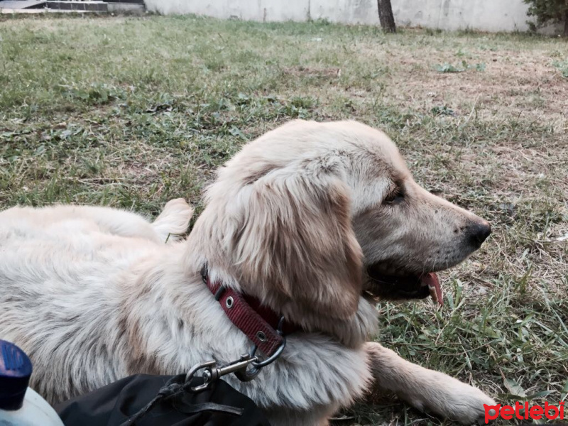 Golden Retriever, Köpek  Gece fotoğrafı
